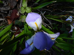 Iris unguicularis