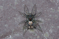 Arctosa perita