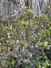 Orites lancifolius