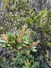 Orites lancifolius