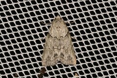 Calathusa basicunea