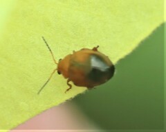 Nisotra bicolorata