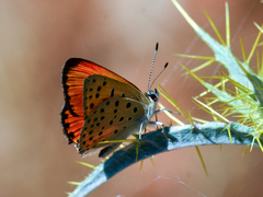 Lycaena ochimus