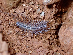 Scutigeromorpha