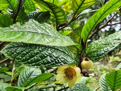 Camellia impressinervis