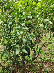 Camellia impressinervis