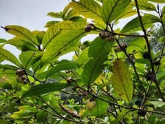 Camellia impressinervis