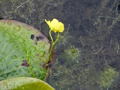 Utricularia gibba