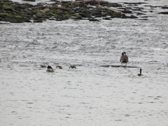 Branta canadensis