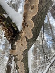 Phellinopsis conchata