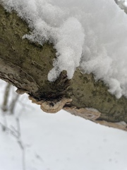 Phellinopsis conchata