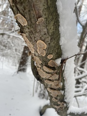 Phellinopsis conchata