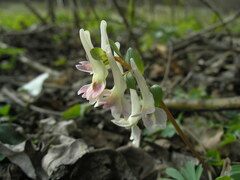Corydalis