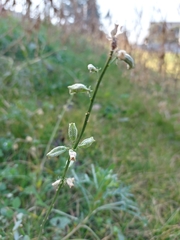 Reseda lutea