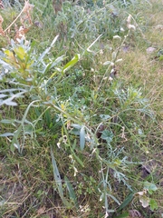 Reseda lutea