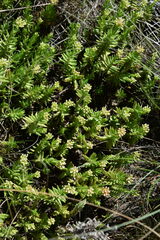 Crassula sarcocaulis