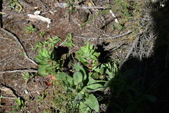 Crassula alba