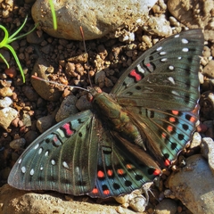 Euthalia lubentina arasada