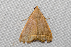 Simplicia cornicalis