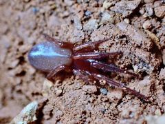 Segestriidae