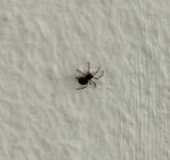 Menemerus semilimbatus