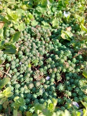 Sedum pallidum