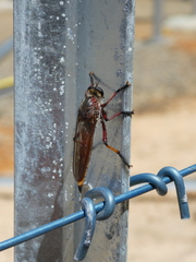 Colepia rufiventris