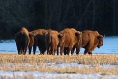 Bison bonasus