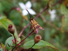 Nemophora