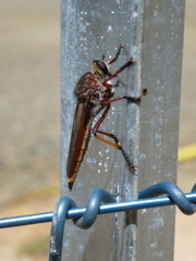 Colepia rufiventris