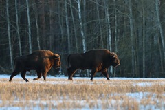 Bison bonasus