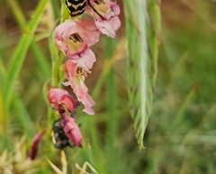 Gladiolus crassifolius