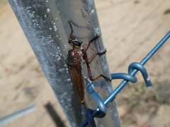 Colepia rufiventris