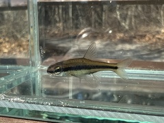 Notropis bifrenatus