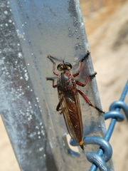 Colepia rufiventris