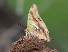 Charaxes candiope
