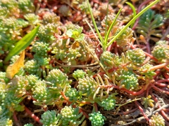 Sedum pallidum