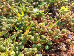 Sedum pallidum