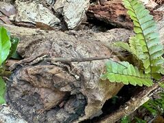 Exocnophila
