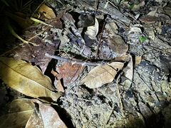 Exocnophila