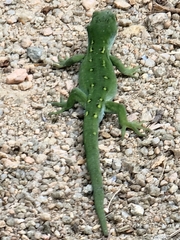 Naultinus stellatus