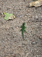 Naultinus stellatus