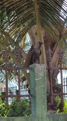 Corvus splendens