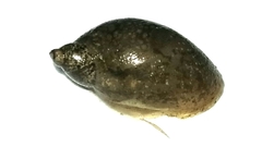 Pseudosuccinea columella