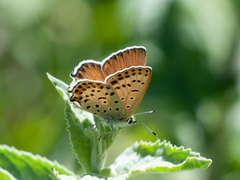 Margelycaena euphratica