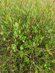 Cryptolepis oblongifolia
