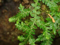 Selaginella rotundifolia