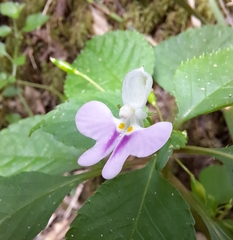 Impatiens hochstetteri