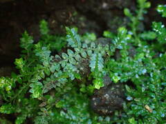Selaginella rotundifolia