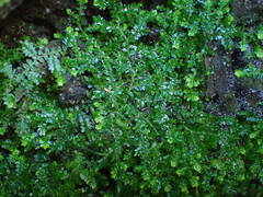 Selaginella rotundifolia